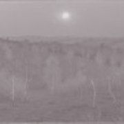 Nuit de lune dans la forêt Montmorency
