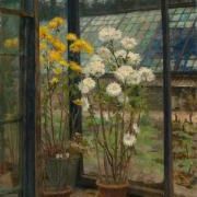 Chrysanthemums in a greenhouse (Flowers)