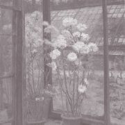 Хризантемы в теплице (Цветы)