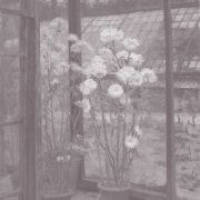 Chrysanthemums in a greenhouse (Flowers)