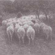 Овцы в лесу