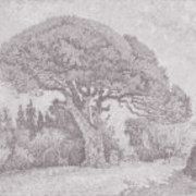 Pinetree at Saint-Tropez (Pine Bertaud)